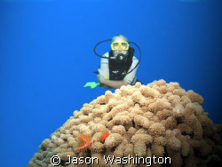Diver on North Wall Grand cayman by Jason Washington 